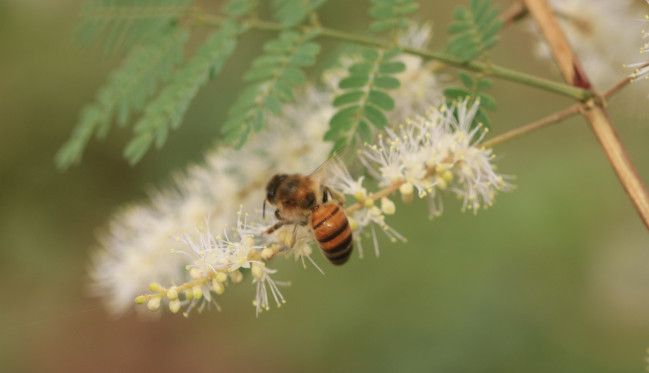 Abeja pecoreando en un huaje